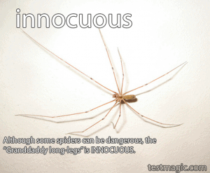 Photo of a "granddaddy long-legs" to illustrate the vocabulary word "innocuous"